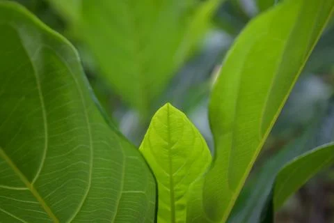 Jackfruit leaves. fill the frame, close-up photo of leaves Stock Photos