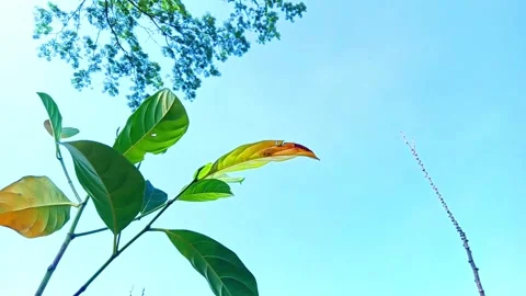 Jackfruit leaves Stock Footage 290918962