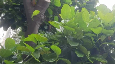 Jackfruit Leaves Stock Footage 329051276