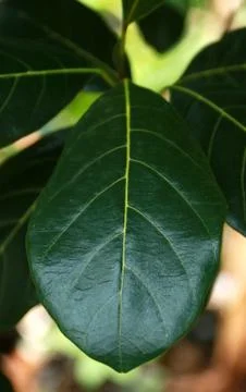 Jackfruit-leaves Stock Photos