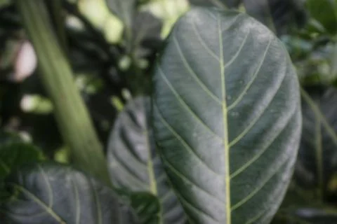 Jackfruit leaves  스톡 사진