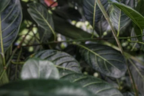 Jackfruit leaves  스톡 사진