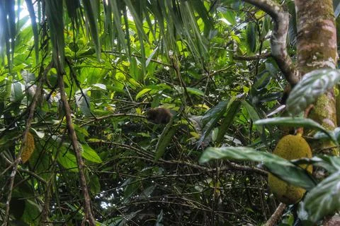 Jackfruit leaves  스톡 사진