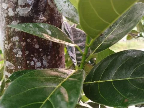 Jackfruit leaves Stock-Fotos