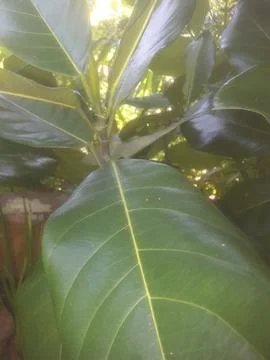 Jackfruit leaves Stock Photos