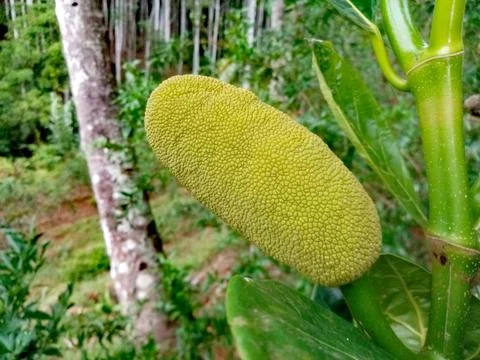 Jackfruit with leaves on a tree Foto stock