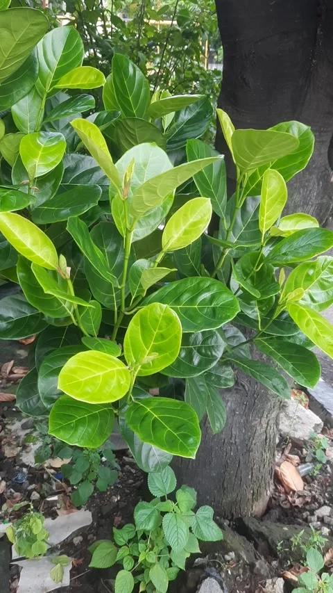 Jackfruit Leaves, Vertical 4k Footage Video stock 329051405
