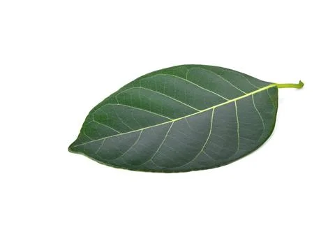 Jackfruit leaves on white background Stock Photos