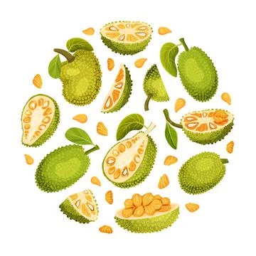 Jackfruit Natural Round Composition with Green Tropical Fruit Vector Template Stock Illustration
