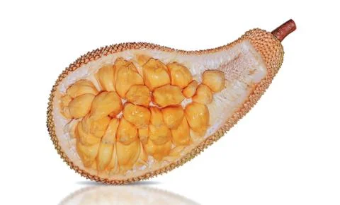 Jackfruit or Artocarpus integer isolated background Stock Photos