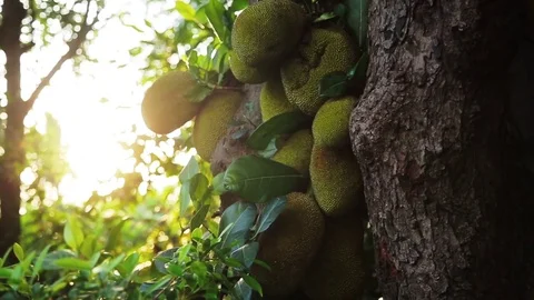 Jackfruit or bread tree Stock Footage 75464818