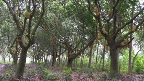 Jackfruit Orchard Video stock 336682279