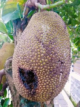 Jackfruit with Partial Damage on Tree Stock Photos