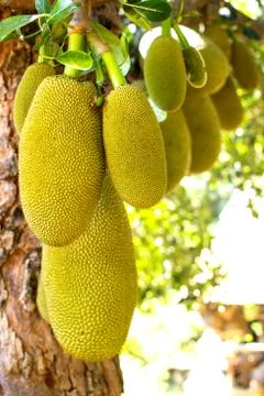 Jackfruit Stock Photos