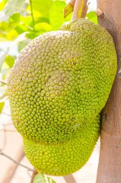 Jackfruit Stock Photos