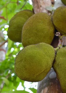 Jackfruit 스톡 사진