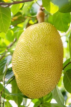 Jackfruit Stock Photos