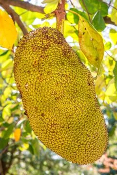 Jackfruit Stock Photos