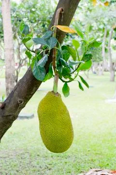 Jackfruit Stock Photos