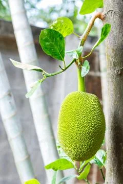 Jackfruit Stock Photos