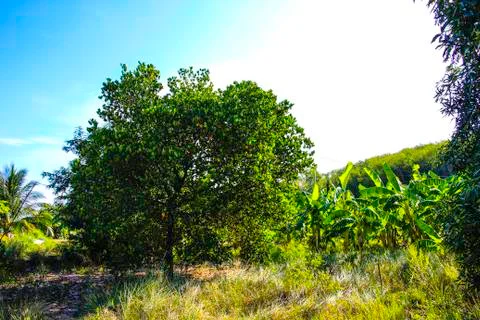 Jackfruit Stock Photos