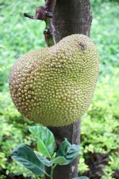 Jackfruit Stock Photos