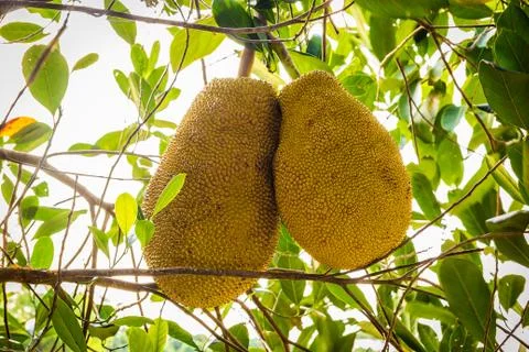 Jackfruit Stock Photos