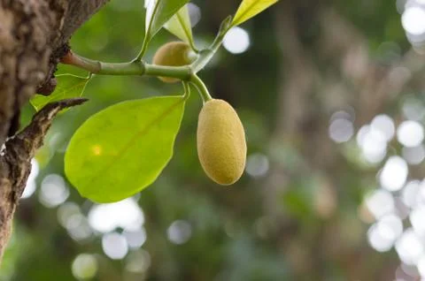 Jackfruit Stock Photos