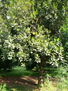 Jackfruit Stock Photos