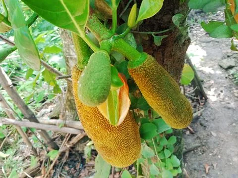 Jackfruit Stock Photos