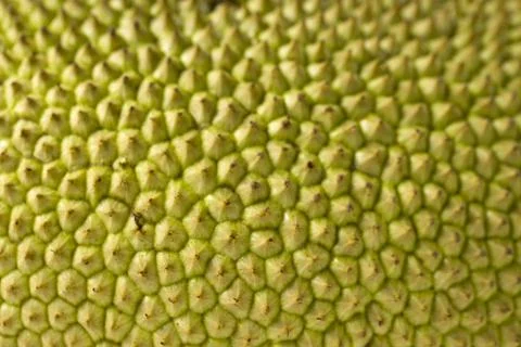 Jackfruit Stock Photos