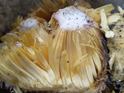 Jackfruit Stock Photos