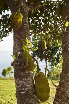 Jackfruit Stock Photos