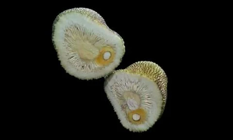 Jackfruit Stock Photos