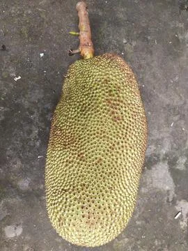 Jackfruit Stock Photos