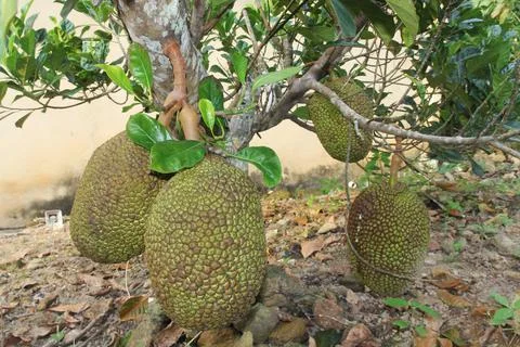 Jackfruit Stock Photos