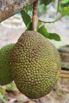 Jackfruit Stock Photos