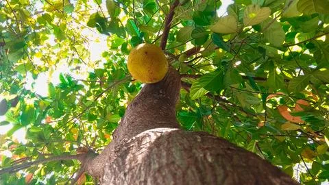 Jackfruit Stock Photos