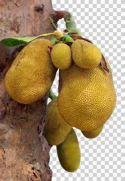 Jackfruit Stock Photos