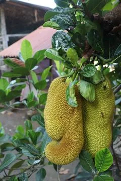 Jackfruit Foto stock