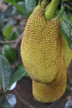 Jackfruit 스톡 사진