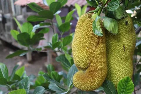 Jackfruit Stock Photos