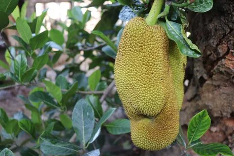 Jackfruit Foto stock