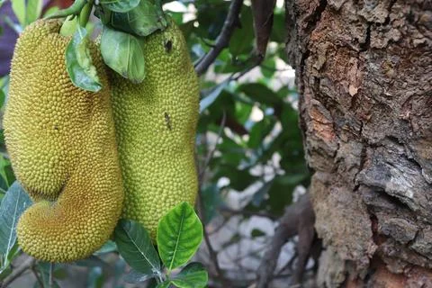 Jackfruit Foto stock