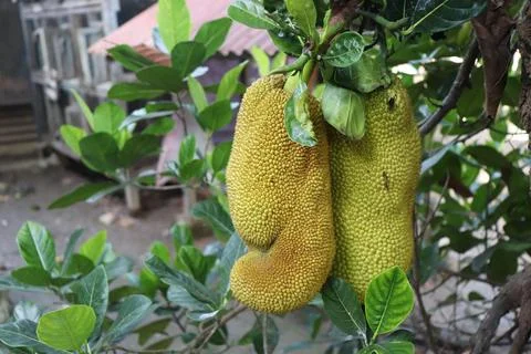 Jackfruit Foto stock