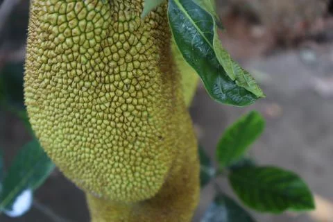 Jackfruit Foto stock