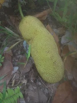 Jackfruit Stock Photos