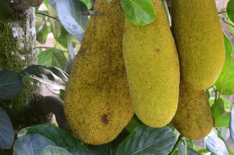 Jackfruit Stock Photos