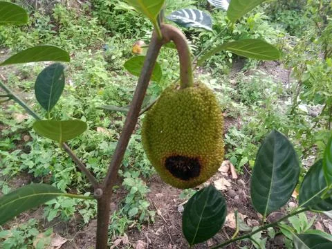 Jackfruit 스톡 사진