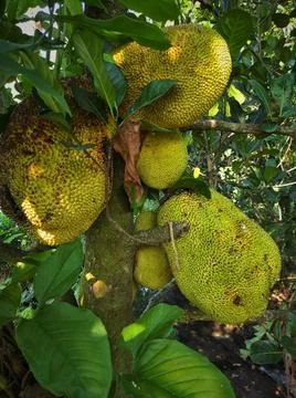Jackfruit Stock Photos